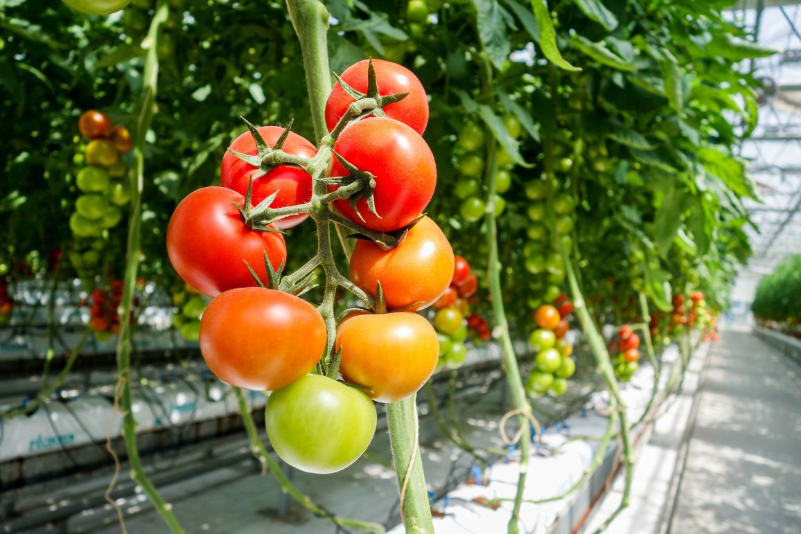 Ripe and unripe tomatoes growing on vines inside a sunlit greenhouse.